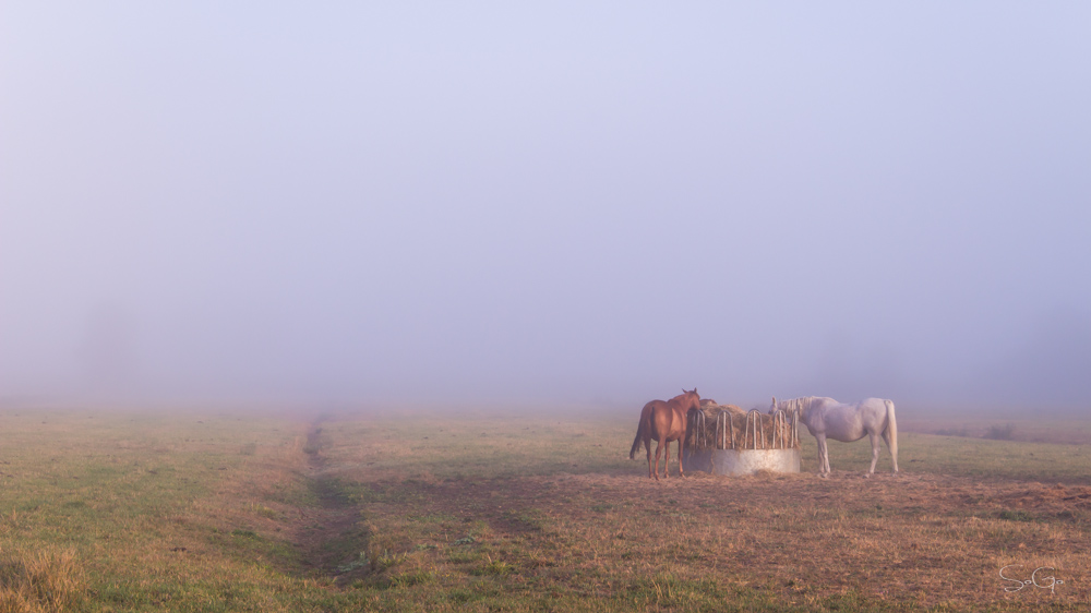 Charentes 1.jpg