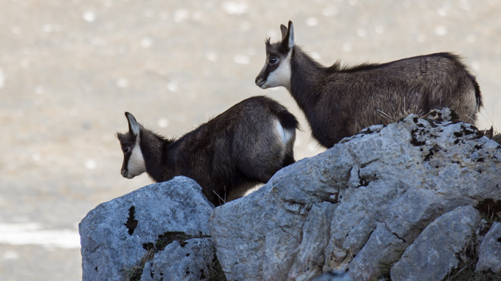 chamois (1 sur 1)-2.jpg