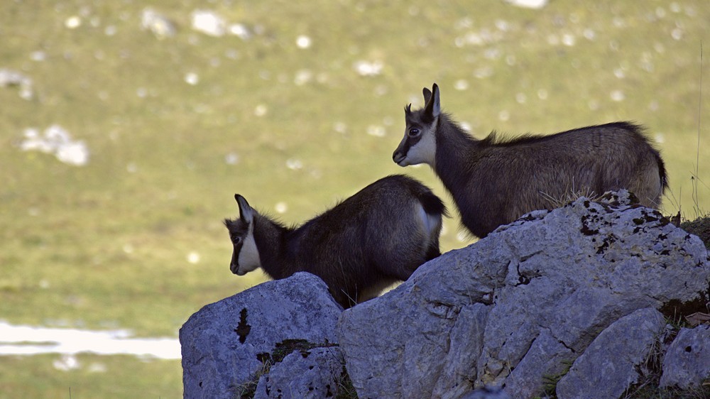 Florelle proposition Philippe_92 1000.jpg