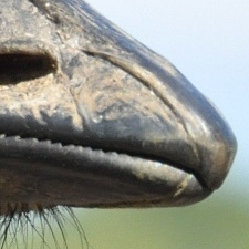 DSC_5635 détail.JPG