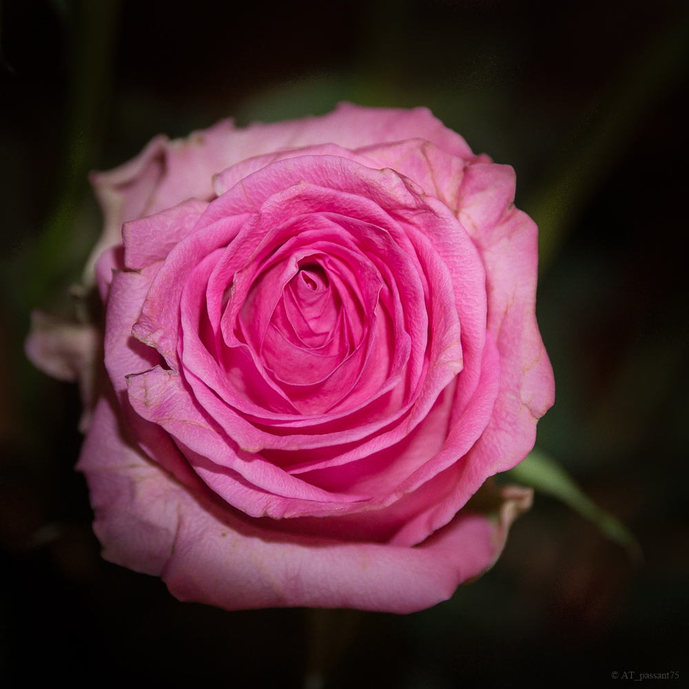 La rose se meurt.jpg