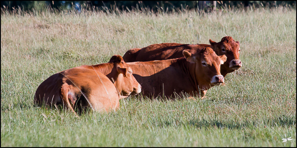 Boeufs Brenne question.jpg