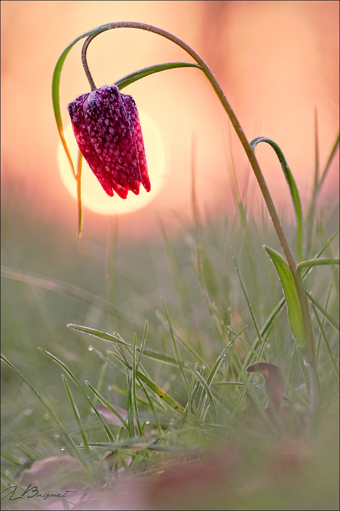 2016_0314_Fritillaire_JLUC9321_1000.jpg