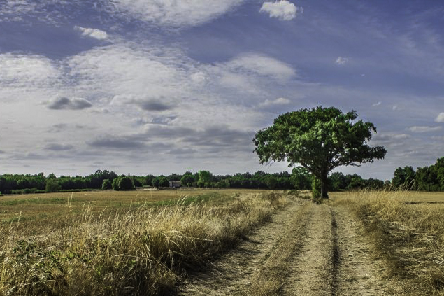 arbre-2.jpg