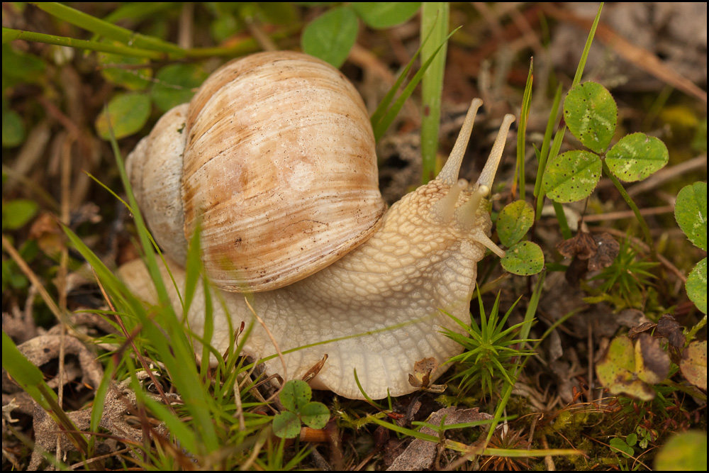 Escargot-2.jpg