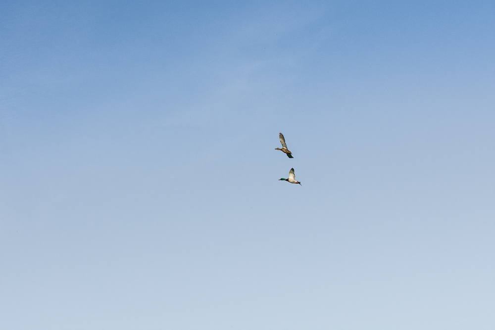 DSC_0986.jpg
