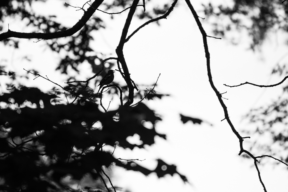 DSC_1030.jpg