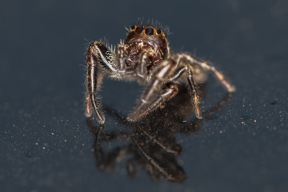 JPR_2058-Modifier.jpg