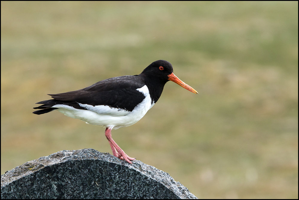 Huitrier pie Ouioui.jpg