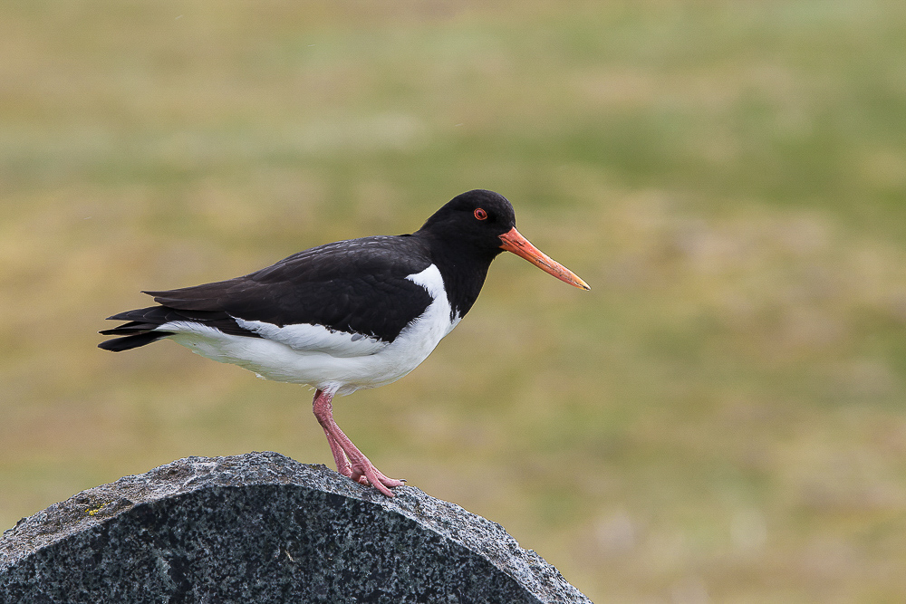 sans titre (2 sur 2).jpg
