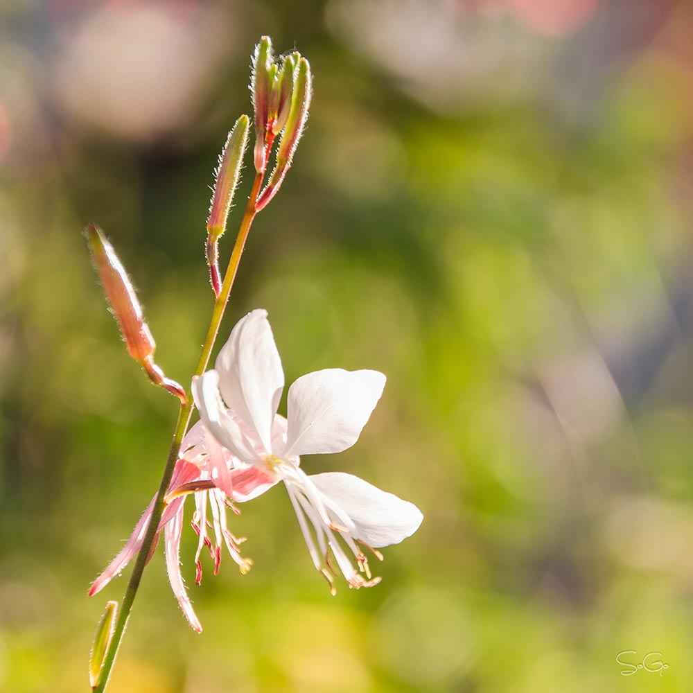 Fleur des villes.jpg