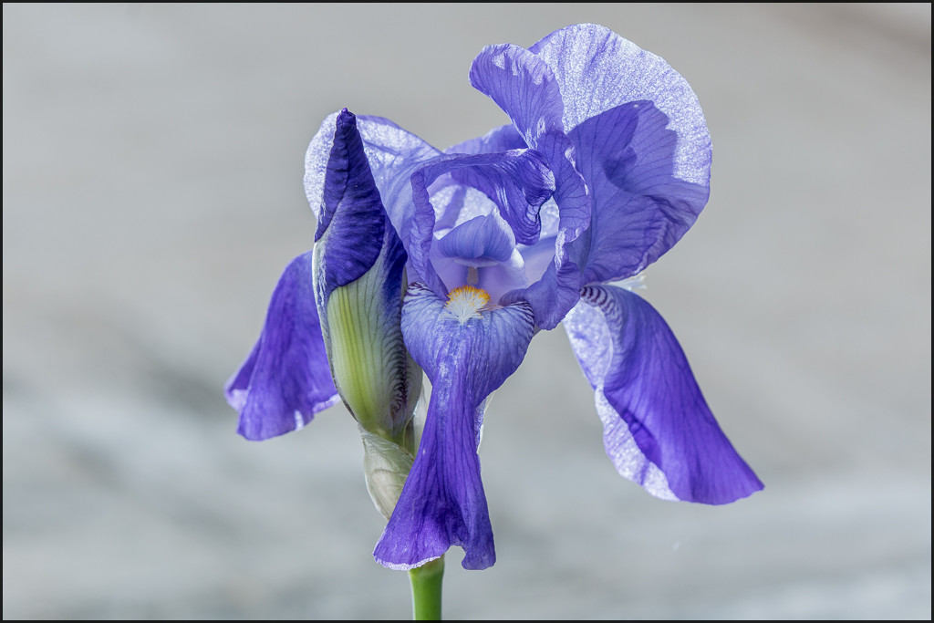 Intrus (1 sur 5).jpg