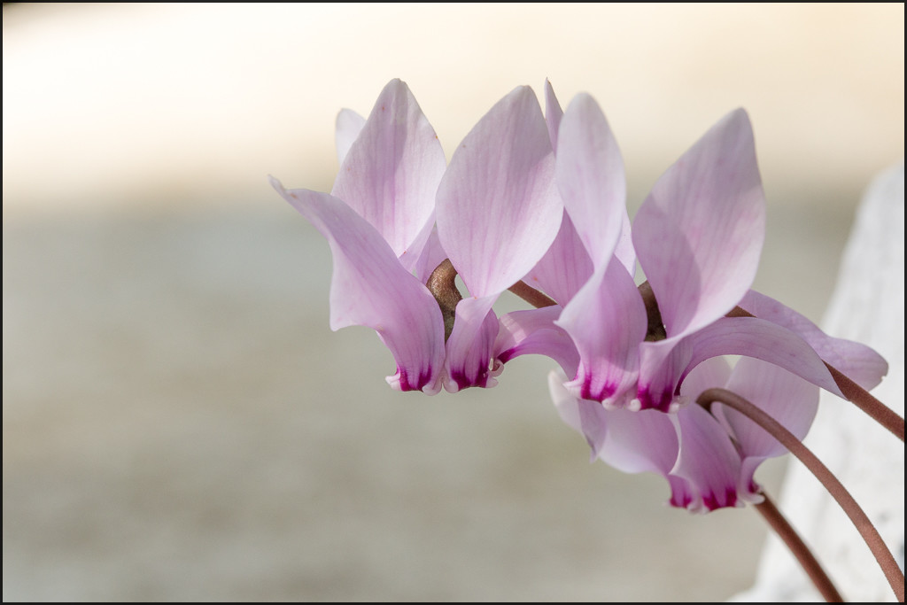 Intrus (3 sur 5).jpg