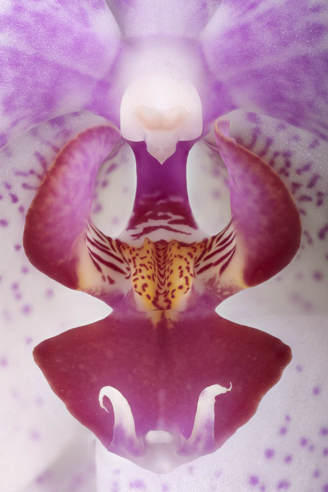 orchidée 2.jpg