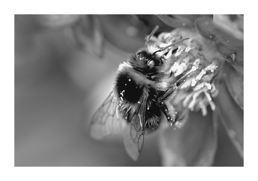 n&bee.jpg