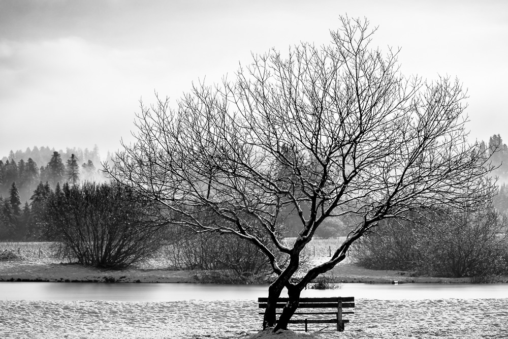 Un arbre, un banc.jpg