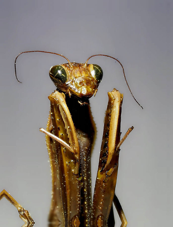 New-Out99991-Pyramid Weighted Average[1,0,1].jpg