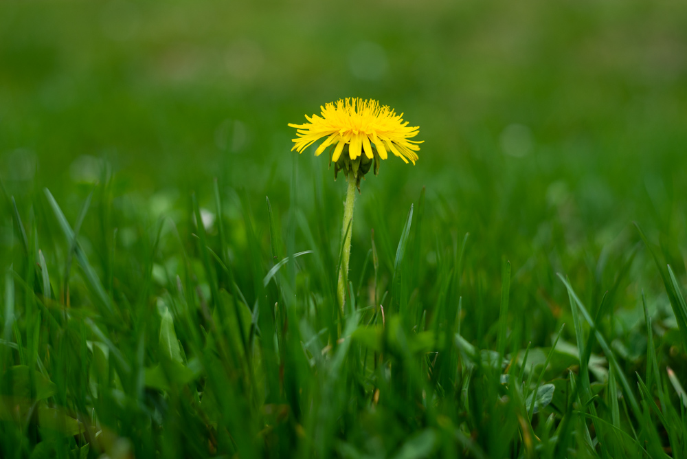 _DSC9471.jpg