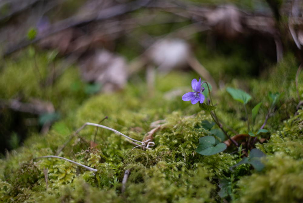 _DSC9486.jpg