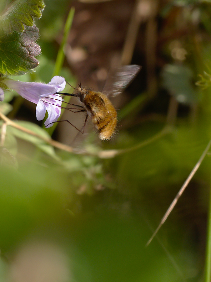 P4150079_01.jpg