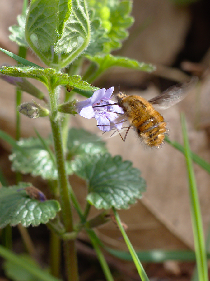 P4150114_01.jpg