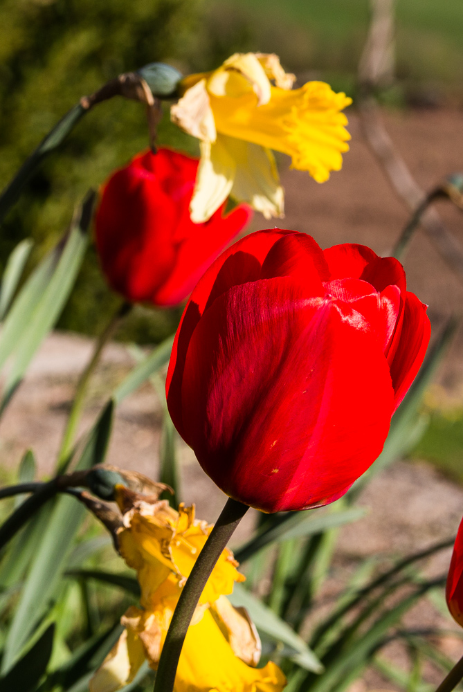 ROUGE ET JAUNE-1.jpg