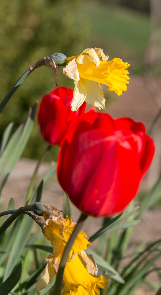 ROUGE ET JAUNE-2.jpg