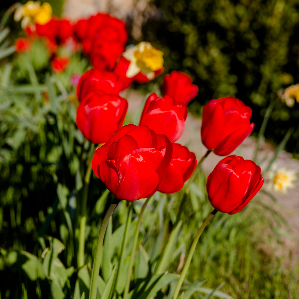 ROUGE ET JAUNE-3.jpg