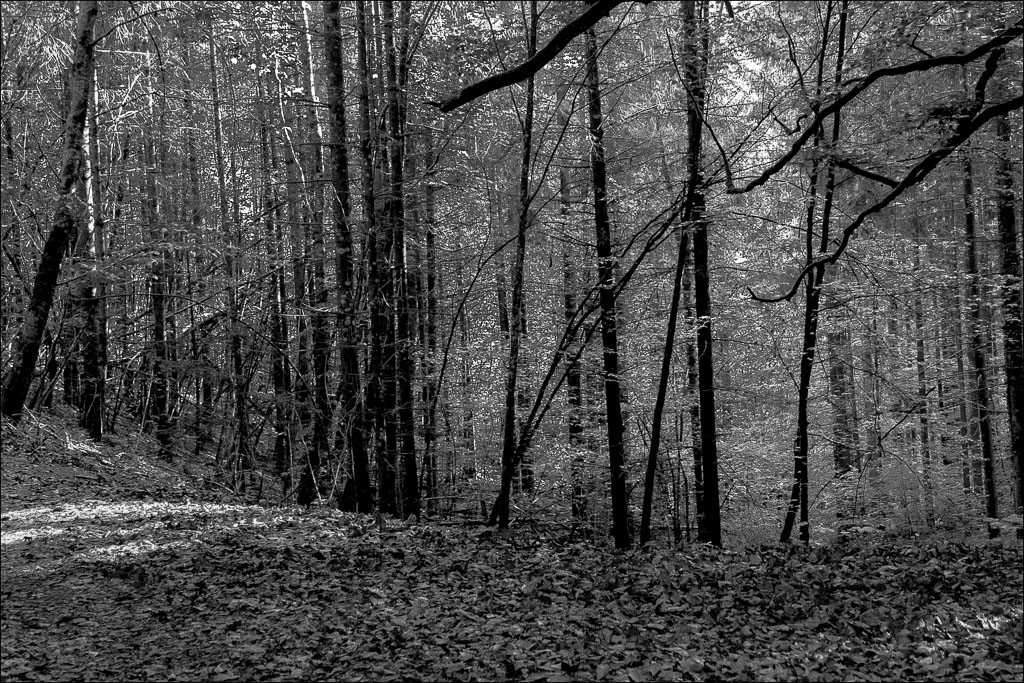 Vincent_57 JeanLouis78.jpg