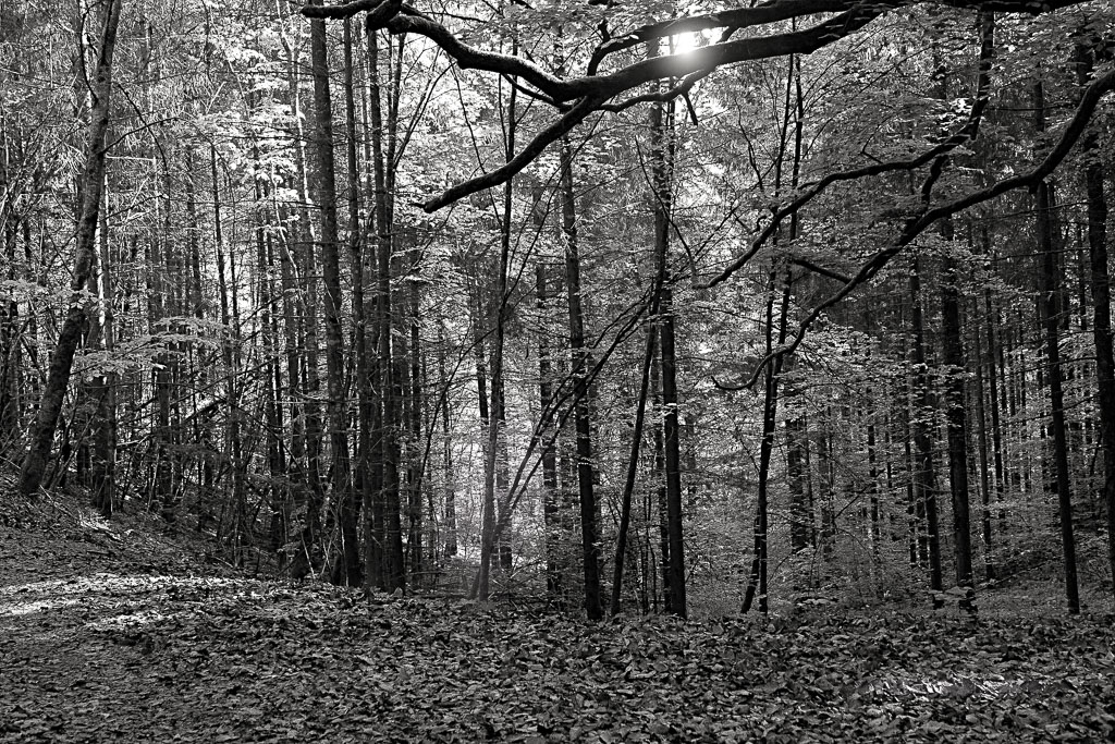 2018_05_01 Vincent_57-57.jpg