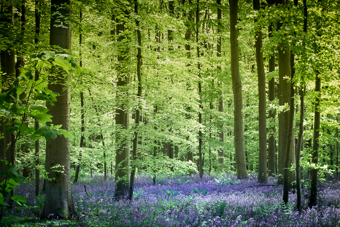 Hallerbos 3 (1 sur 1).jpg