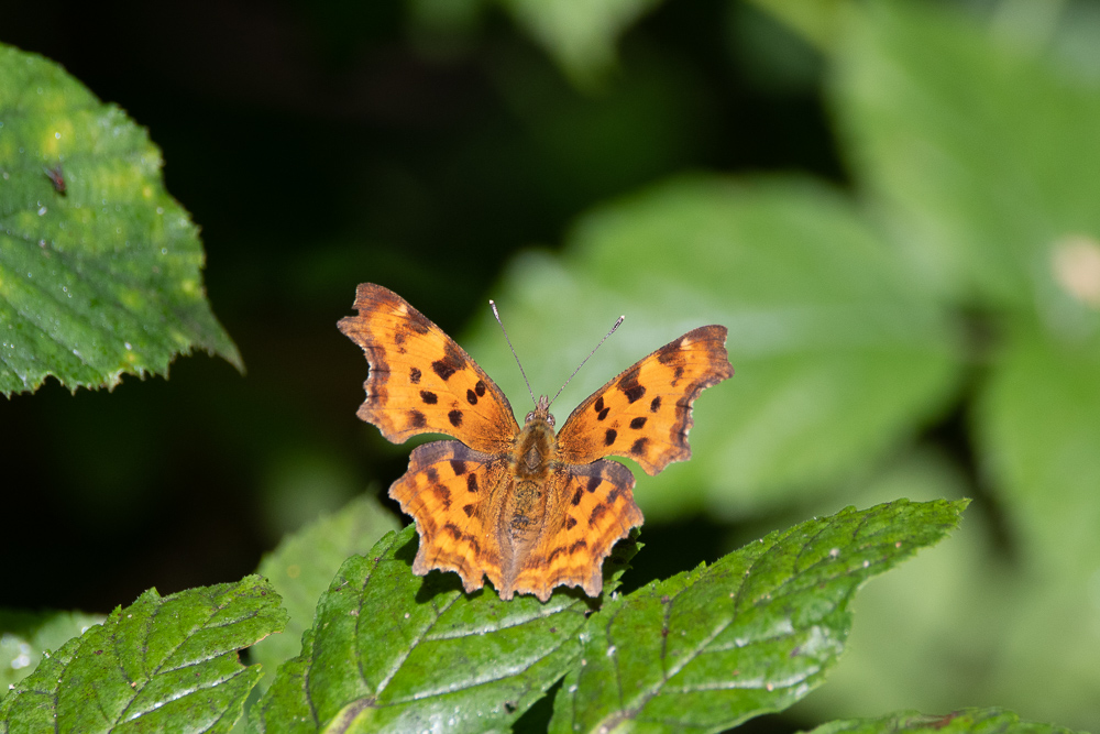 DSC_7102.jpg