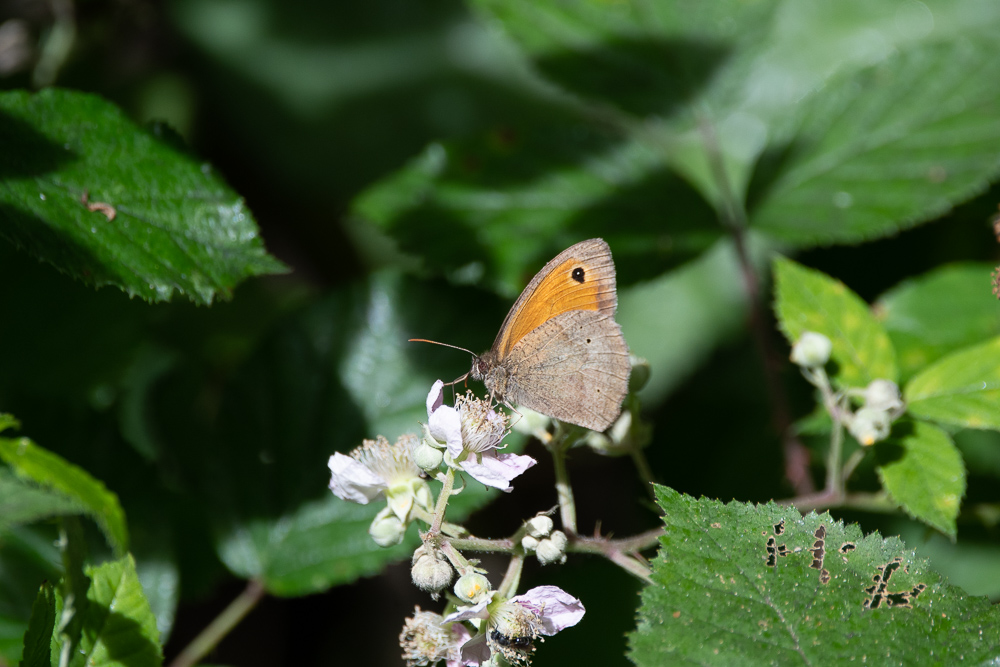 DSC_7150.jpg