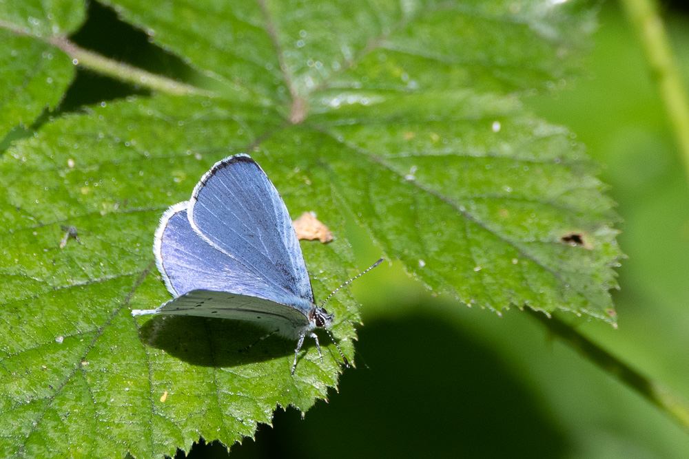 DSC_7126.jpg