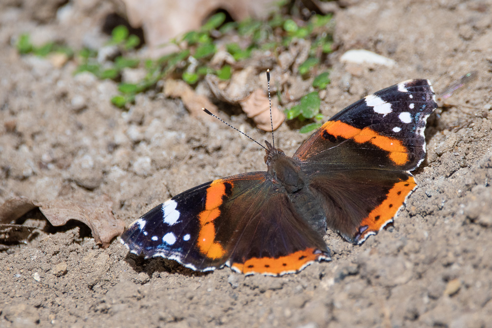 DSC_7217.jpg
