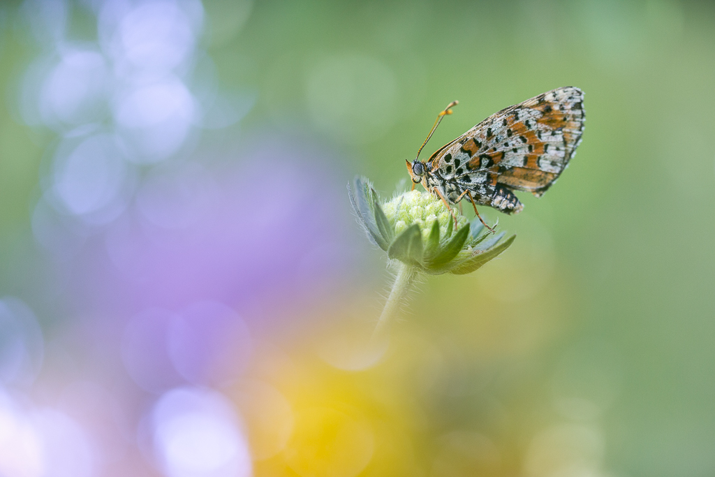 Sogo-01 juillet 2018-1.jpg
