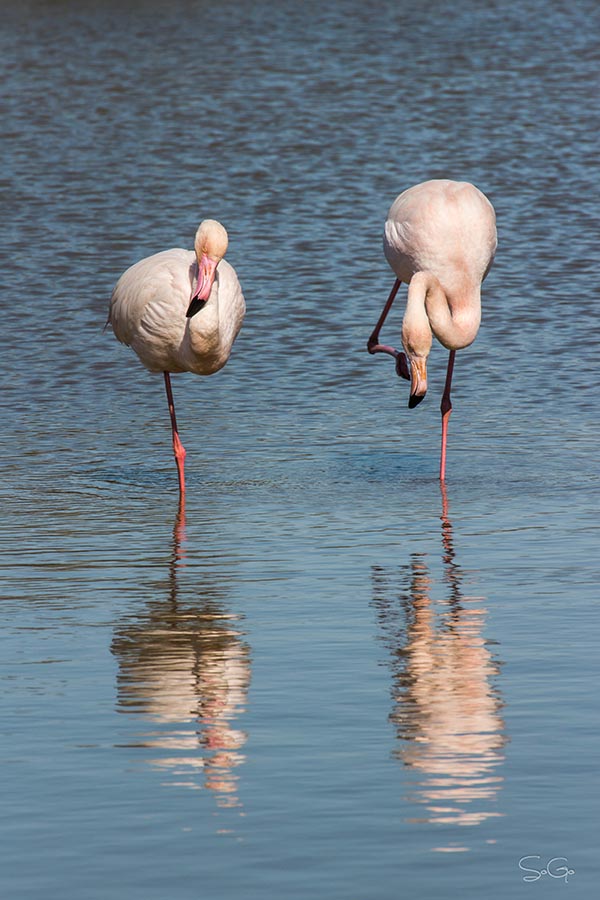 flamant rose.jpg