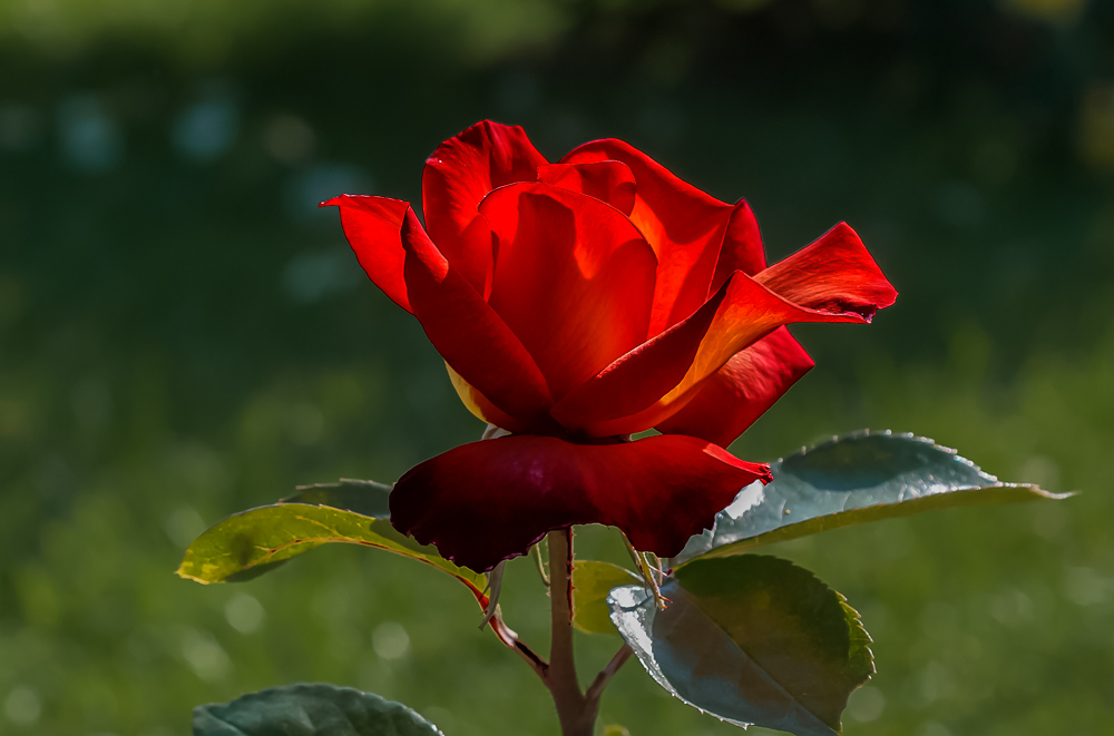 C53 bagatelle _07_ mai 2009 v 2.jpg