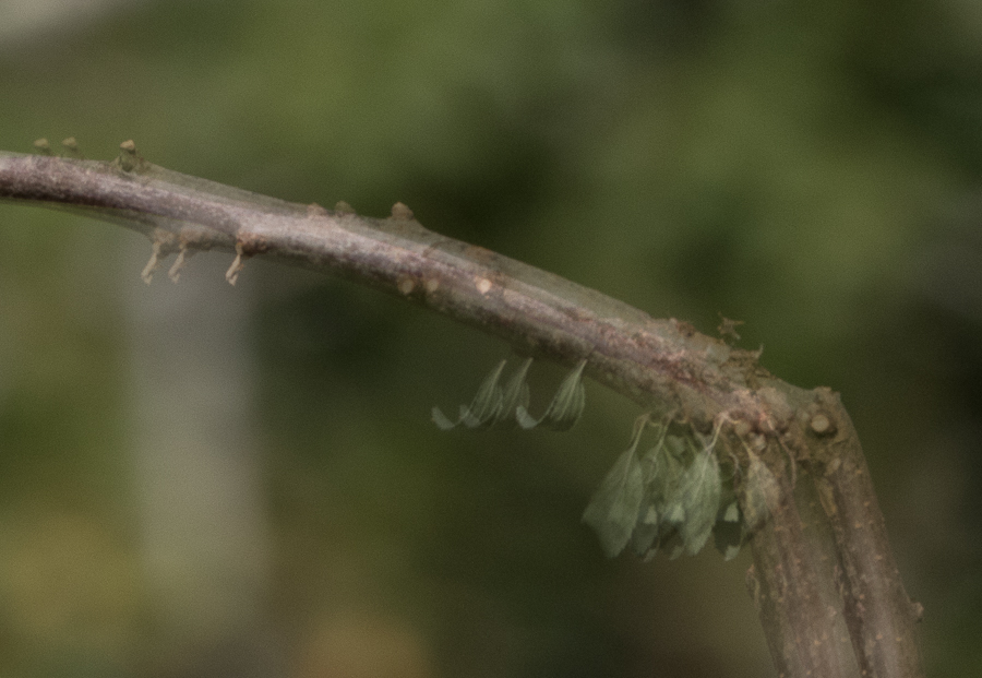 452A9562-Modifier.jpg