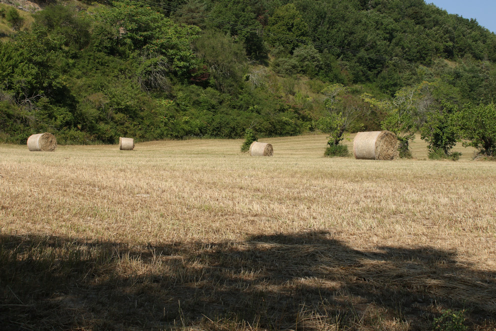 20180730_BEJ_EOS 7D Mark II_0427.JPG