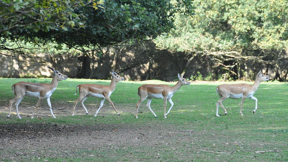 DSC_5645 antilope cervicapre 1000.JPG
