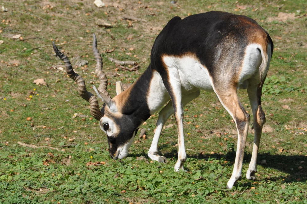 DSC_5672 antilope cervicapre 1000.JPG