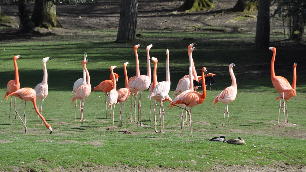 DSC_7380 flamants roses 1000.JPG