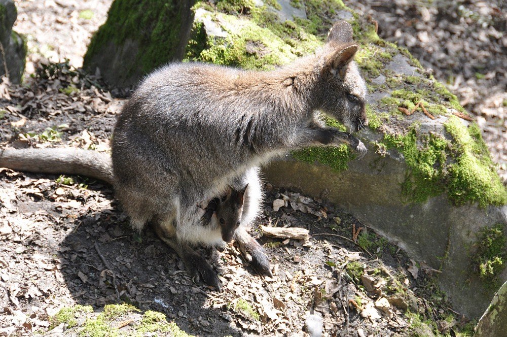 DSC_7371 Wallabys 1000.JPG