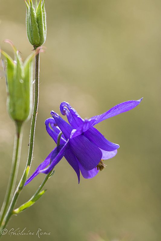fleur mauve 3800.jpg