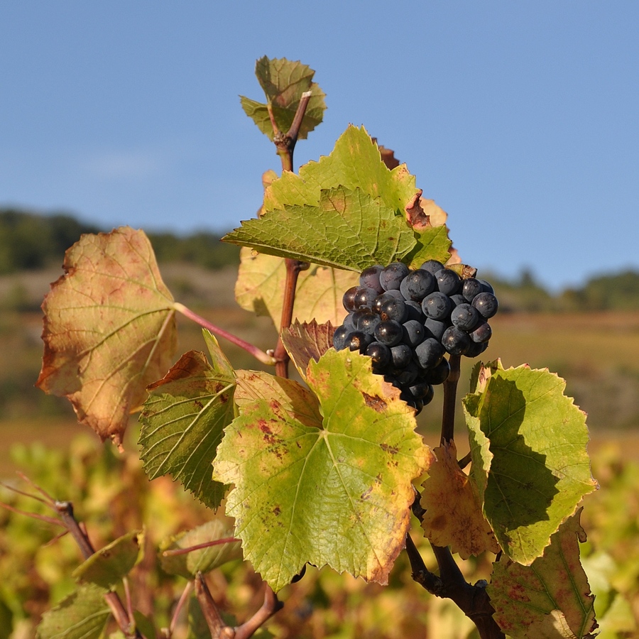DSC_4097 raisin d'octobre 900.JPG