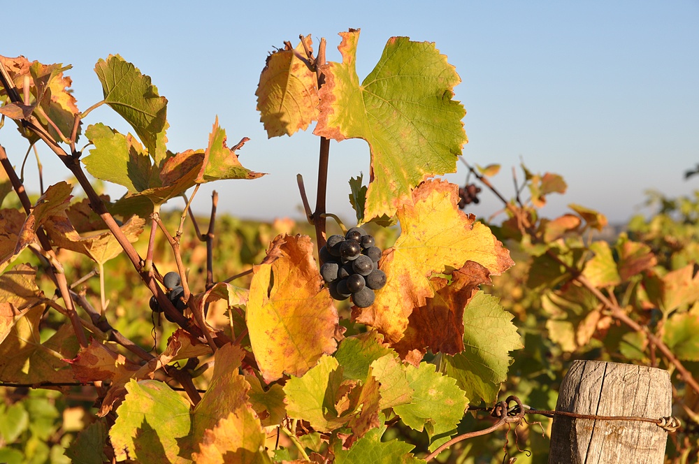 DSC_4126 raisins et vigne doree 1000.JPG