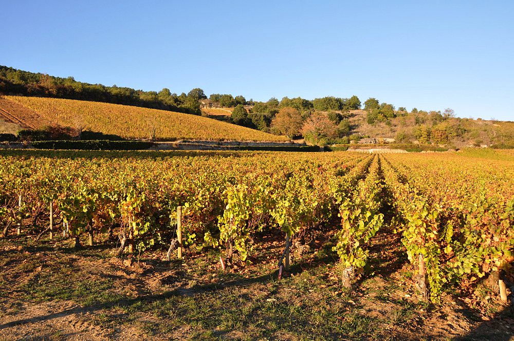 DSC_4128 Santenay les Ates 1000.JPG