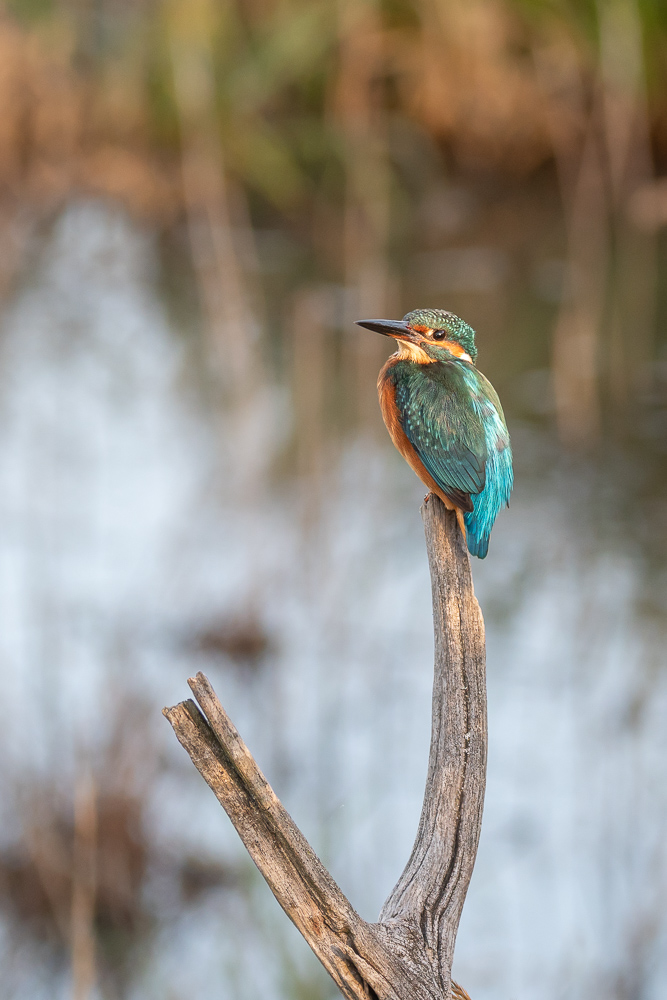 DSC_3516.jpg