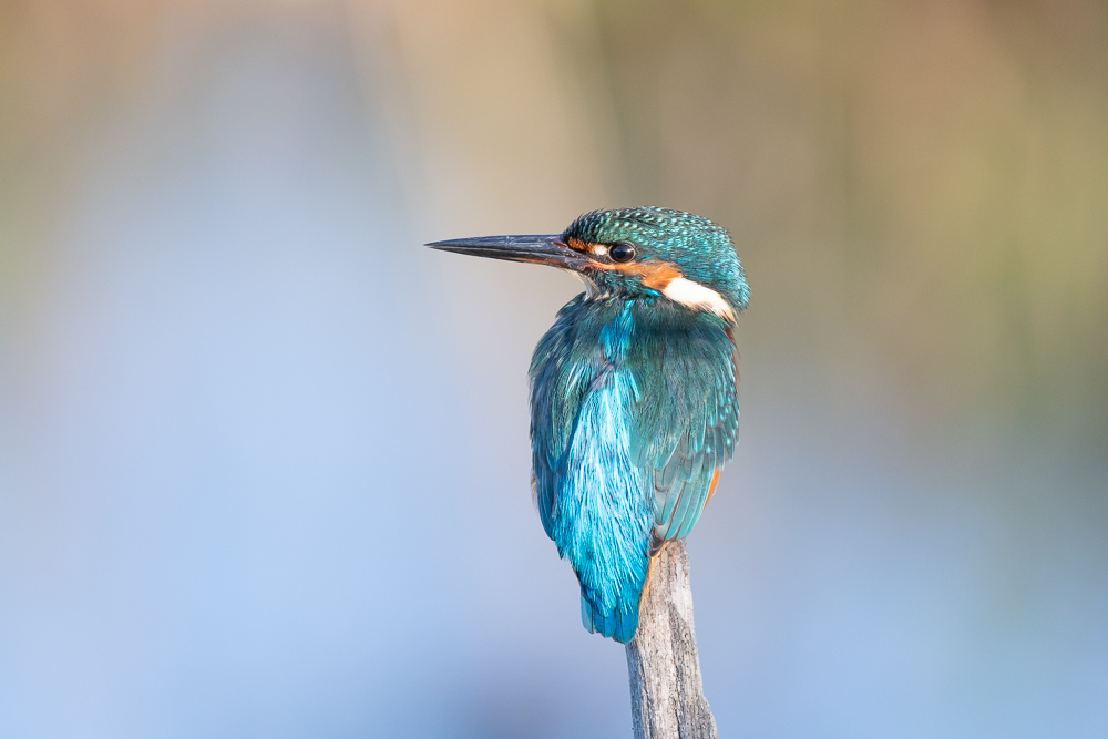DSC_3566.jpg